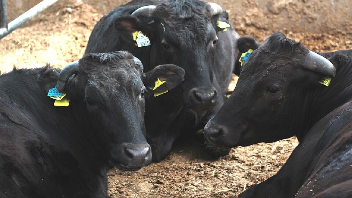 Carne Kobe vem de bovinos Tajima que cumprem regras de origem, criação e qualidade; Kobe não é uma raça de gado (Foto: Japanexperterna / Wikimedia Commons)