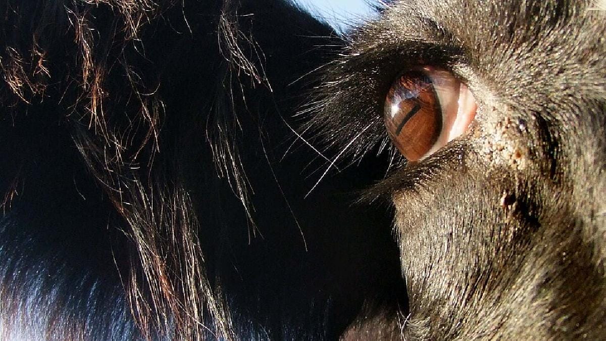 Olhos posicionados nas laterais da cabeça dão aos bovinos um campo de visão próximo de 300 graus (Foto: Christine / Wikimedia Commons)