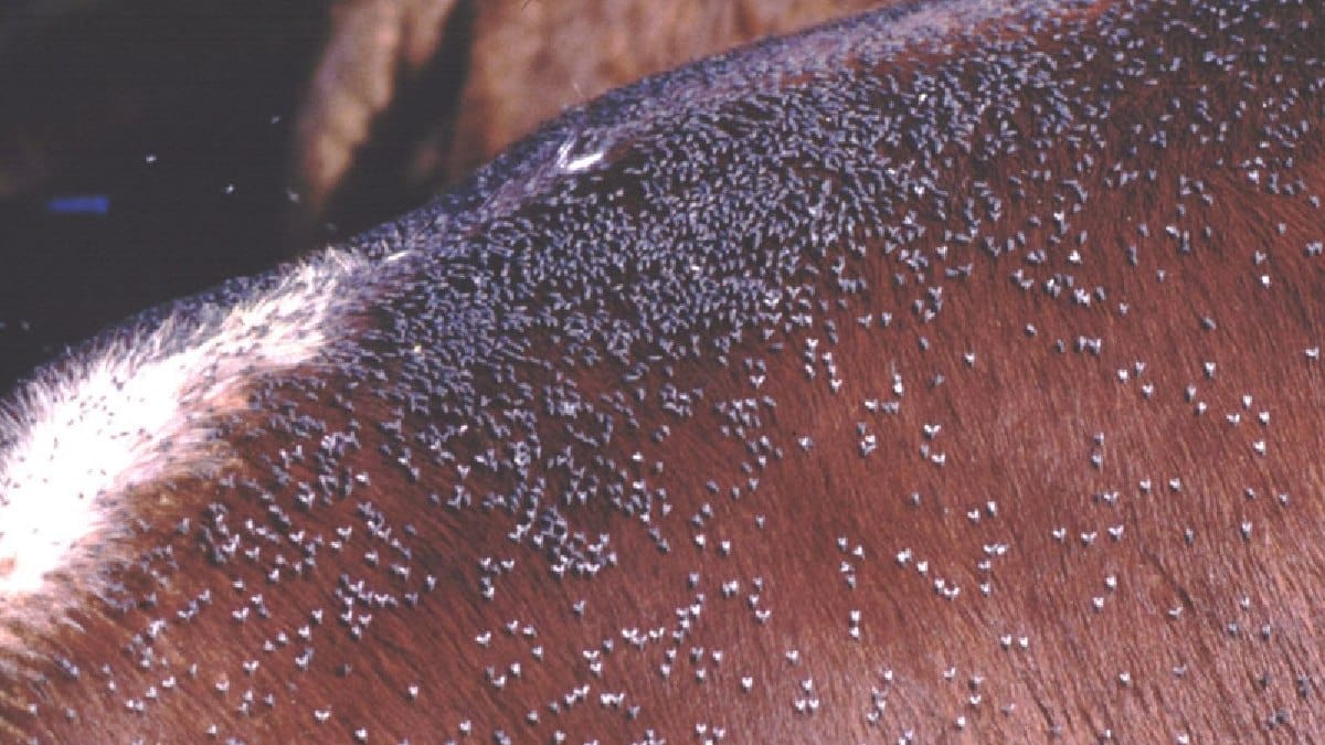 Moscas-dos-chifres sugam sangue várias vezes ao dia e infestações intensas podem reduzir o ganho de peso dos bovinos (Foto: Alan R. Walker / Wikimedia Commons)