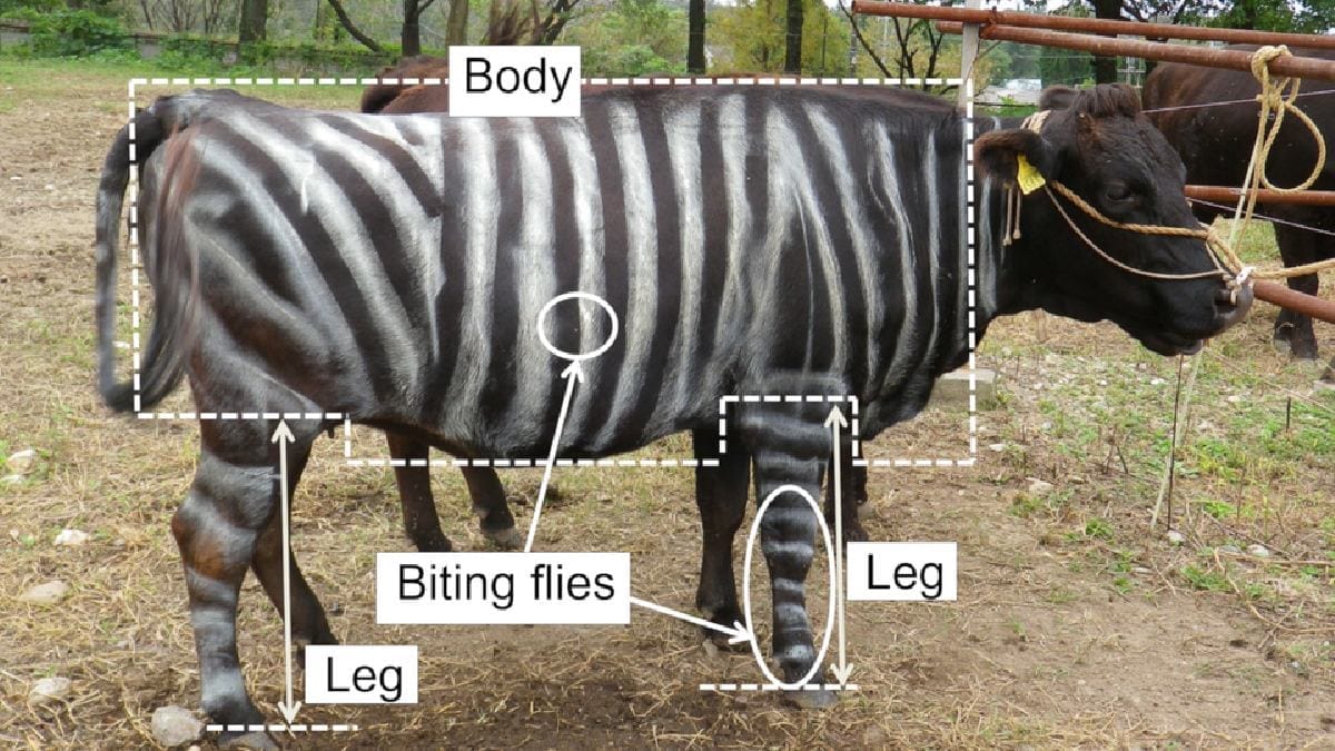 Fotografias das pernas e do corpo permitiram comparar quantas moscas pousavam em cada tratamento do experimento (Foto: Tomoki Kojima et al. / PLOS One)