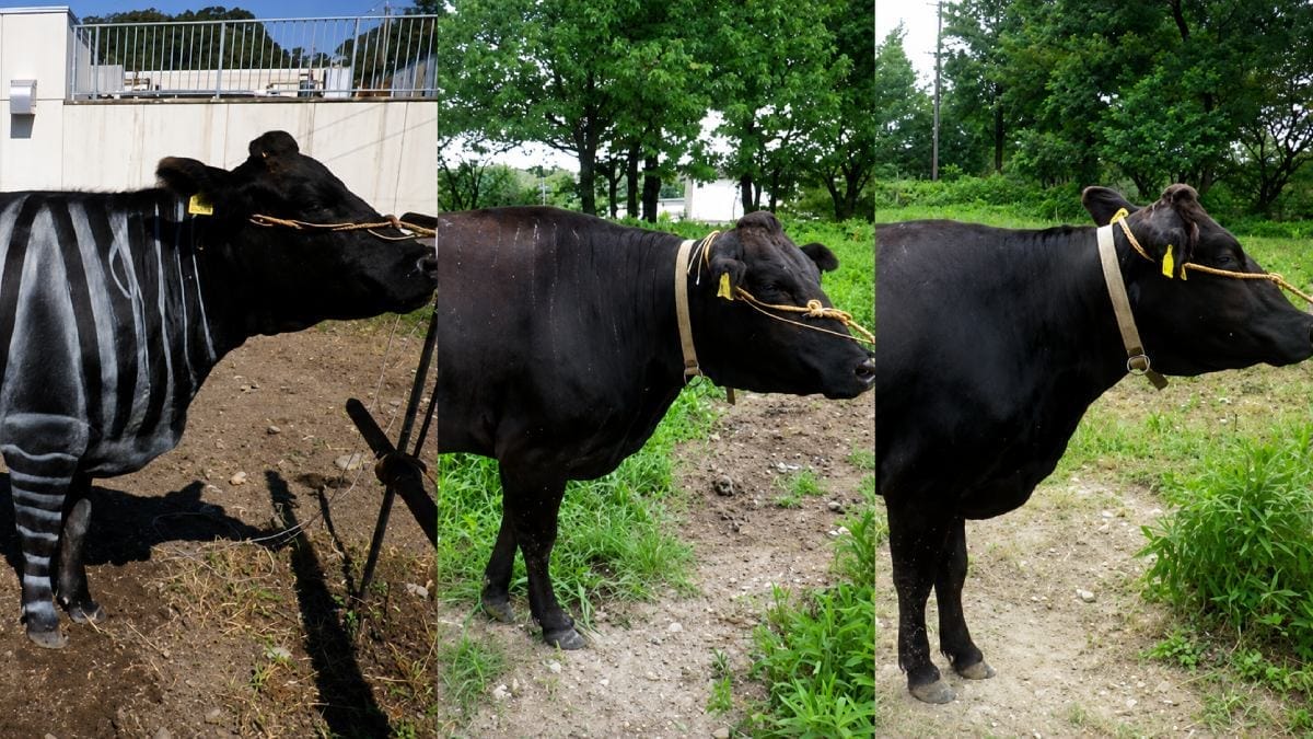 Vacas pintadas de preto e branco receberam cerca de 50% menos pousos de moscas que os animais sem listras (Foto: Tomoki Kojima et al. / PLOS One)