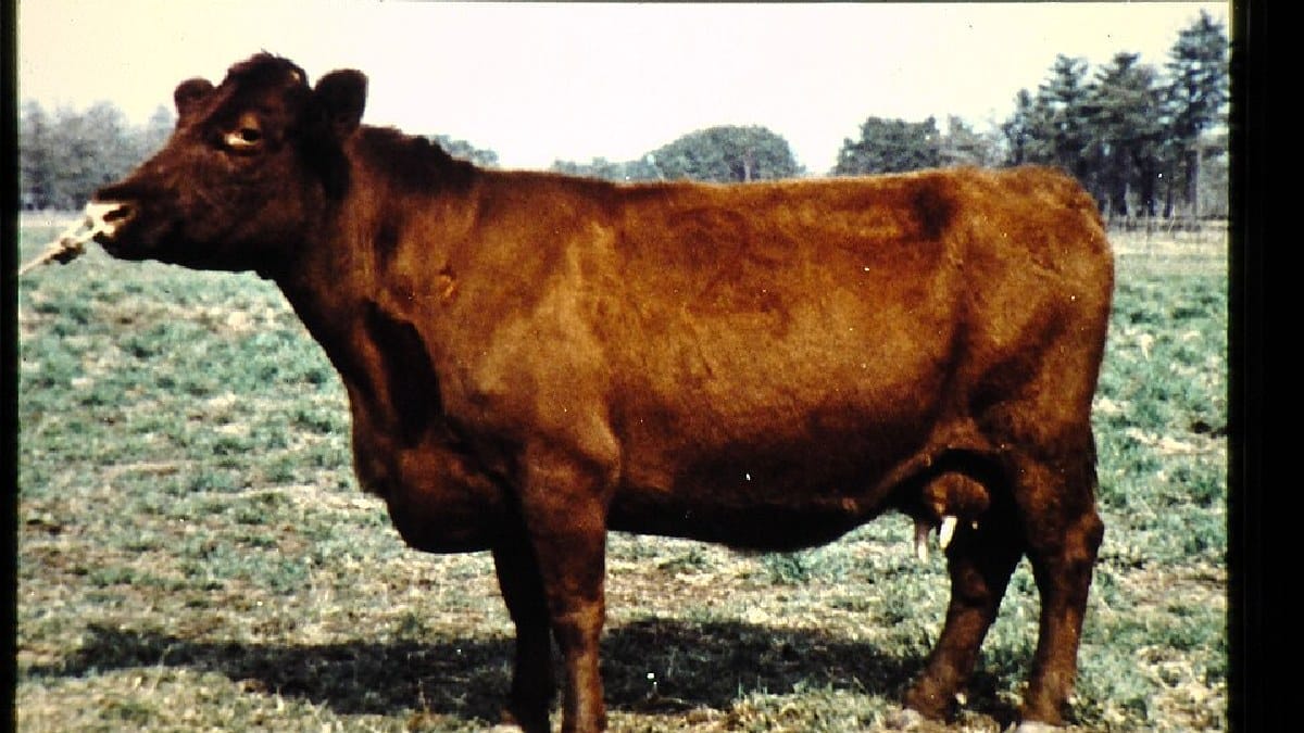 A Japanese Shorthorn se diferencia da Japanese Black pela pelagem avermelhada e também integra o grupo wagyu (Foto: JIRCAS Library / Wikimedia Commons)