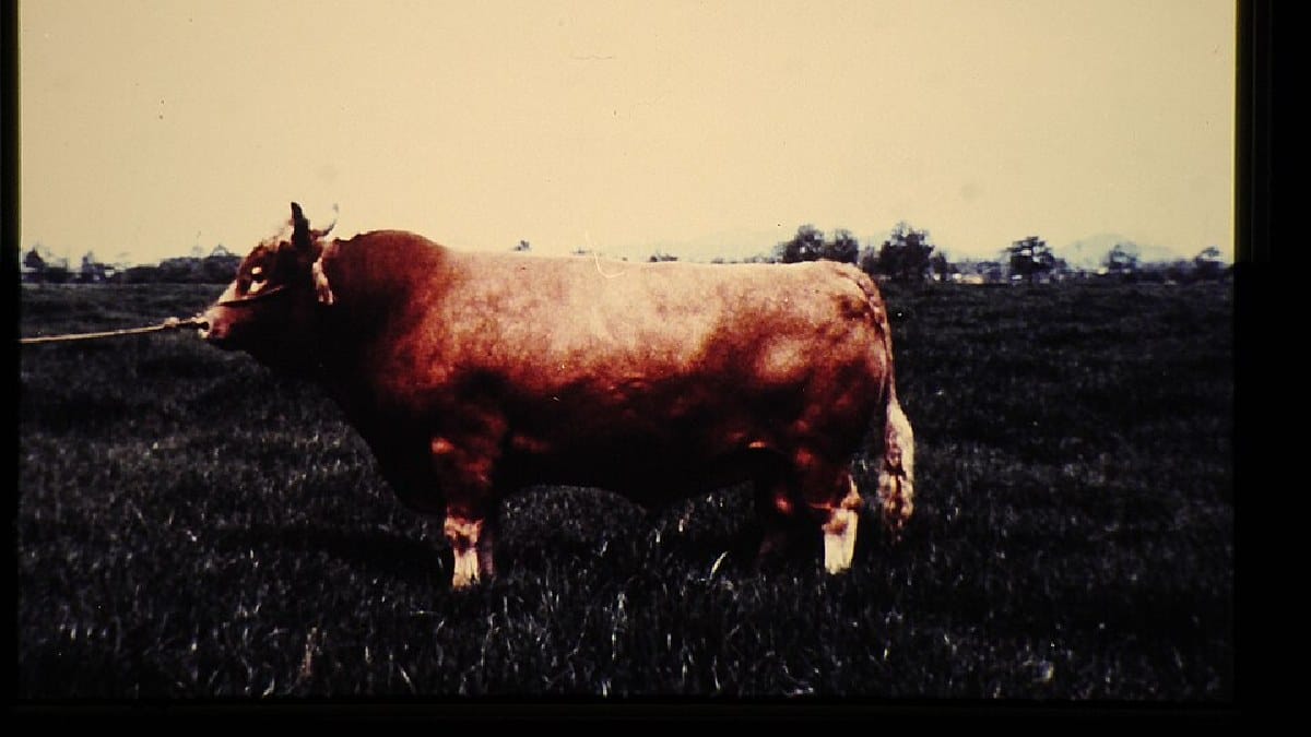 A Japanese Brown é uma das quatro raças que podem ser classificadas oficialmente como wagyu no Japão (Foto: JIRCAS Library / Wikimedia Commons)