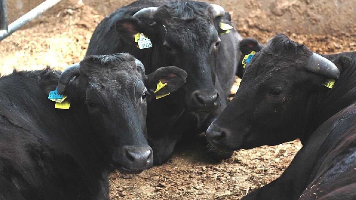 O termo wagyu reúne quatro raças japonesas: Japanese Black, Japanese Brown, Japanese Shorthorn e Japanese Polled (Foto: Japanexperterna / Wikimedia Commons)