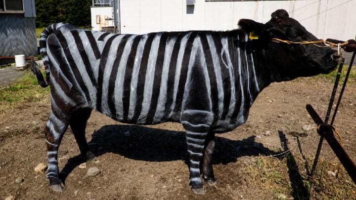 Uma parte do experimento é avaliar se o padrão de cor das zebras pode atuar como um repelente visual (Foto: Tomoki Kojima, etc / Wikimedia Commons)