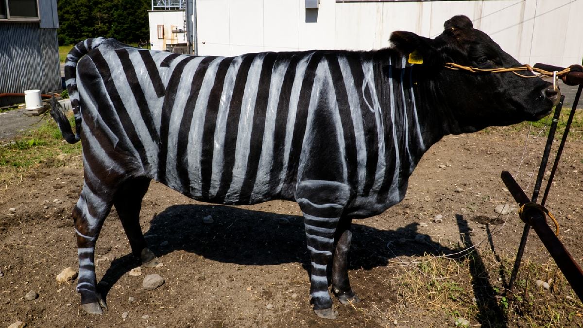 Uma parte do experimento é avaliar se o padrão de cor das zebras pode atuar como um repelente visual (Foto: Tomoki Kojima, etc / Wikimedia Commons)
