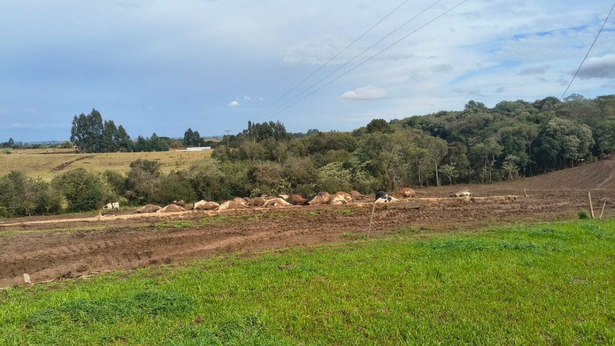 Fio de energia cai sobre rebanho e mata cerca de 30 vacas no interior de Abelardo Luz