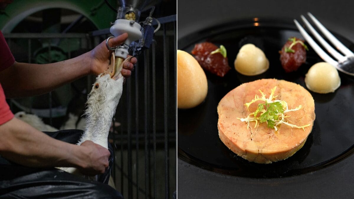 Montagem mostra pato sendo alimentado à força e prato de foie gras