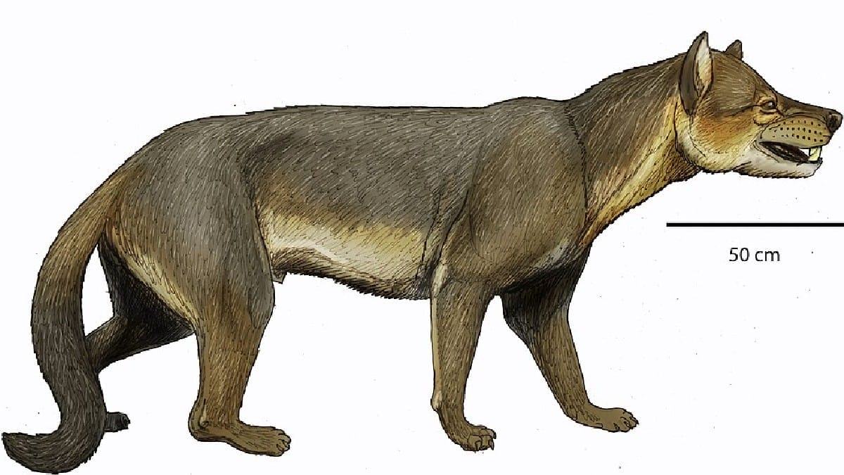 A região também abrigava felinos primitivos e um segundo cão-urso ainda não descrito. A convivência indica que diferentes predadores dividiam o ambiente (Foto: ДиБгд / Wikimedia Commons)