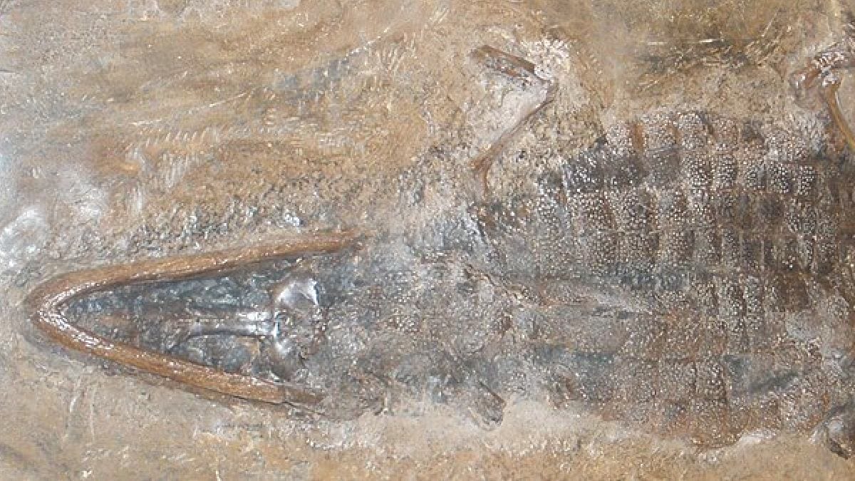 Diplocynodon ratelii era um crocodiliano semiaquático que caçava nas margens do antigo lago de Els Casots (Foto: Ghedoghedo / Wikimedia Commons)