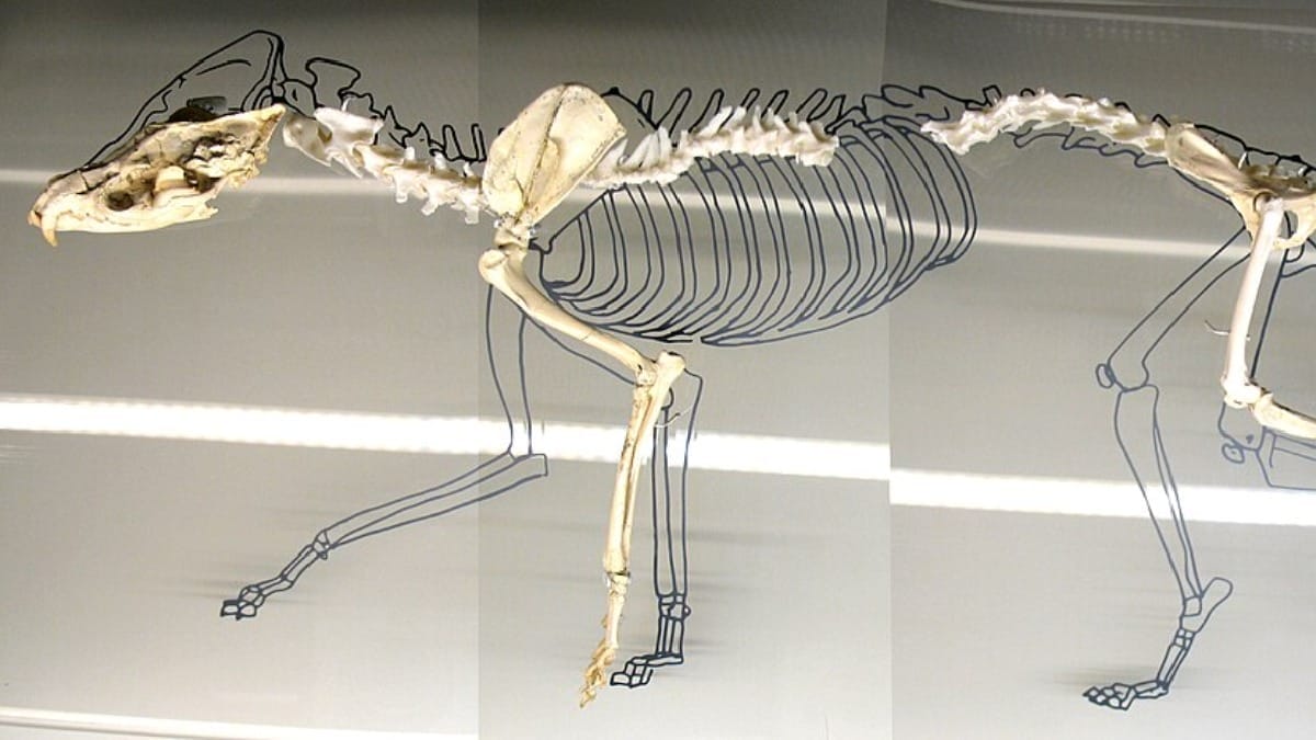 Um pequeno hienídeo provavelmente ligado a Protictitherium fazia parte da comunidade de predadores de Els Casots (Foto: PePeEfe / Wikimedia Commons)