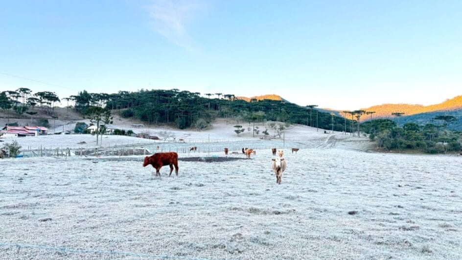 Frio congelou paisagem em Urubici (Foto: Prefeitura de Urubici, Divulgação)
