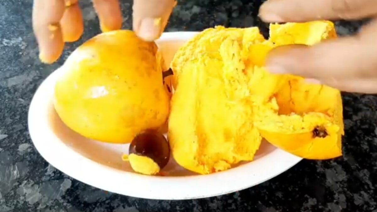 como usar a fruta ovo canistel eggfruit sabor doce de leite
