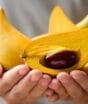 Dourado do pomar: a fruta que parece gema de ovo e tem sabor de doce de leite