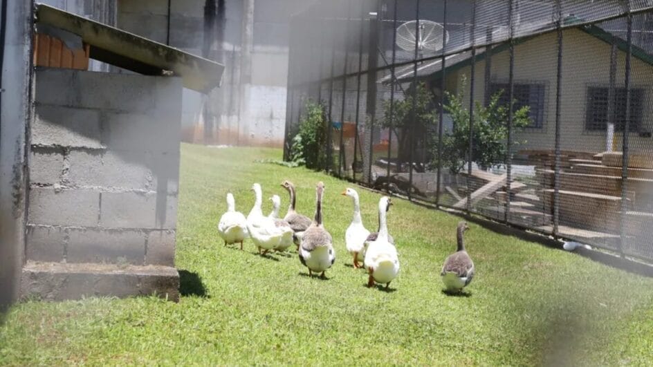 Barulho que gansos fazem serve como alerta para movimentações suspeitas (Foto: Sejuri, Divulgação)