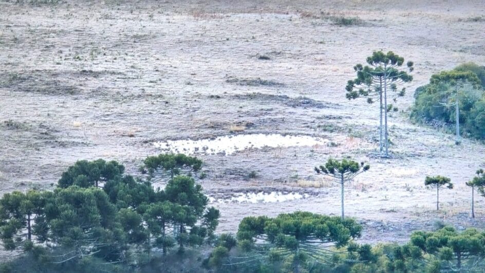 campo coberto de geada