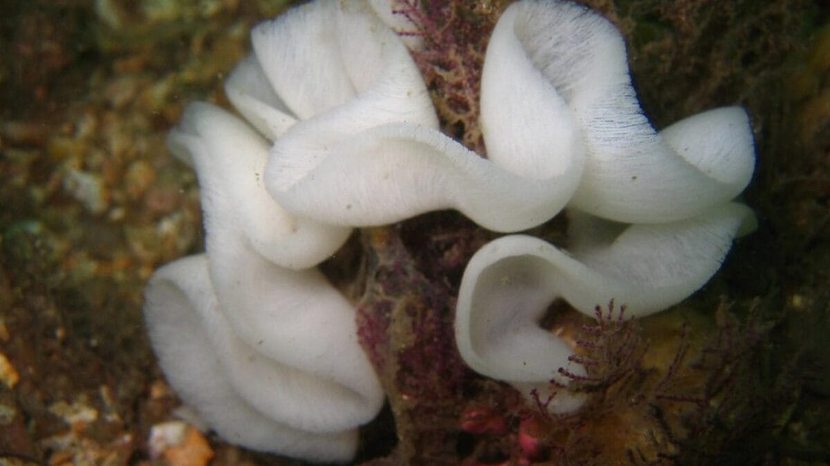 Centenas de ovos de nudibrânquio formam uma fita enrolada registrada em Halifax Point, na Austrália (Foto: Richard Ling / Wikimedia Commons)