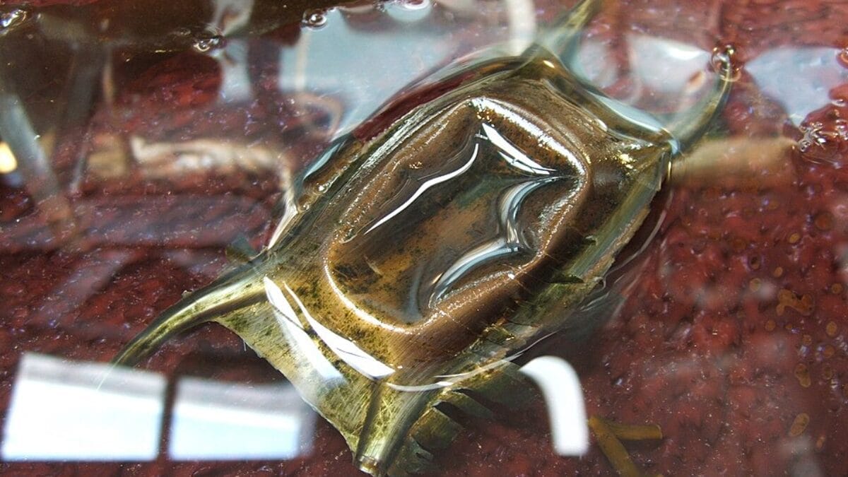 Cápsula de Beringraja binoculata exibe corpo achatado e quatro prolongamentos que lembram um ravioli com pontas (Foto: Tewy / Wikimedia Commons)