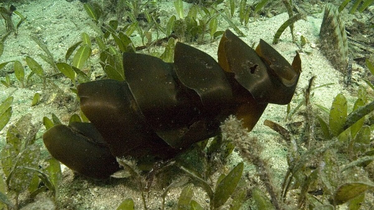 Abas helicoidais permitem que a cápsula do tubarão-de-Port-Jackson seja encaixada em fendas do fundo do mar (Foto: Mark Norman, Museums Victoria / Wikimedia Commons)