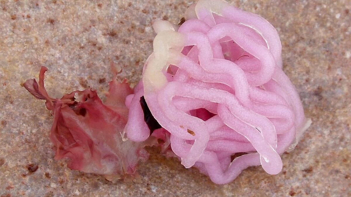 Lebre-do-mar-negra aparece ao lado de uma massa amarela de ovos presa à parte posterior do corpo (Foto: Gailhampshire / Wikimedia Commons)