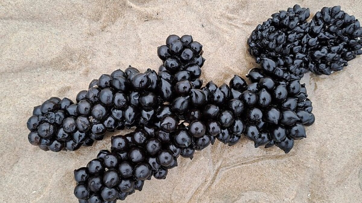 Ovos da sépia-comum formam aglomerados escuros semelhantes a cachos de uvas e podem aparecer na costa após se soltarem (Foto: Hannes Wilms / Wikimedia Commons)