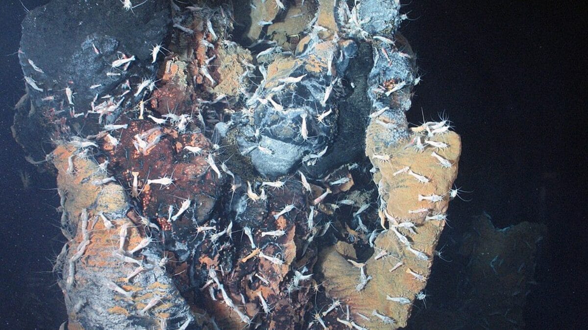 Essa variação térmica costuma ser pequena, mas é vital em áreas profundas em que a temperatura é próxima de zero, permitindo a sobrevivência de diversas espécies (Foto: Ifremer / Wikimedia Commons)
