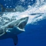 Monstro marítimo de meia tonelada reaparece nos mares após meses fora do radar