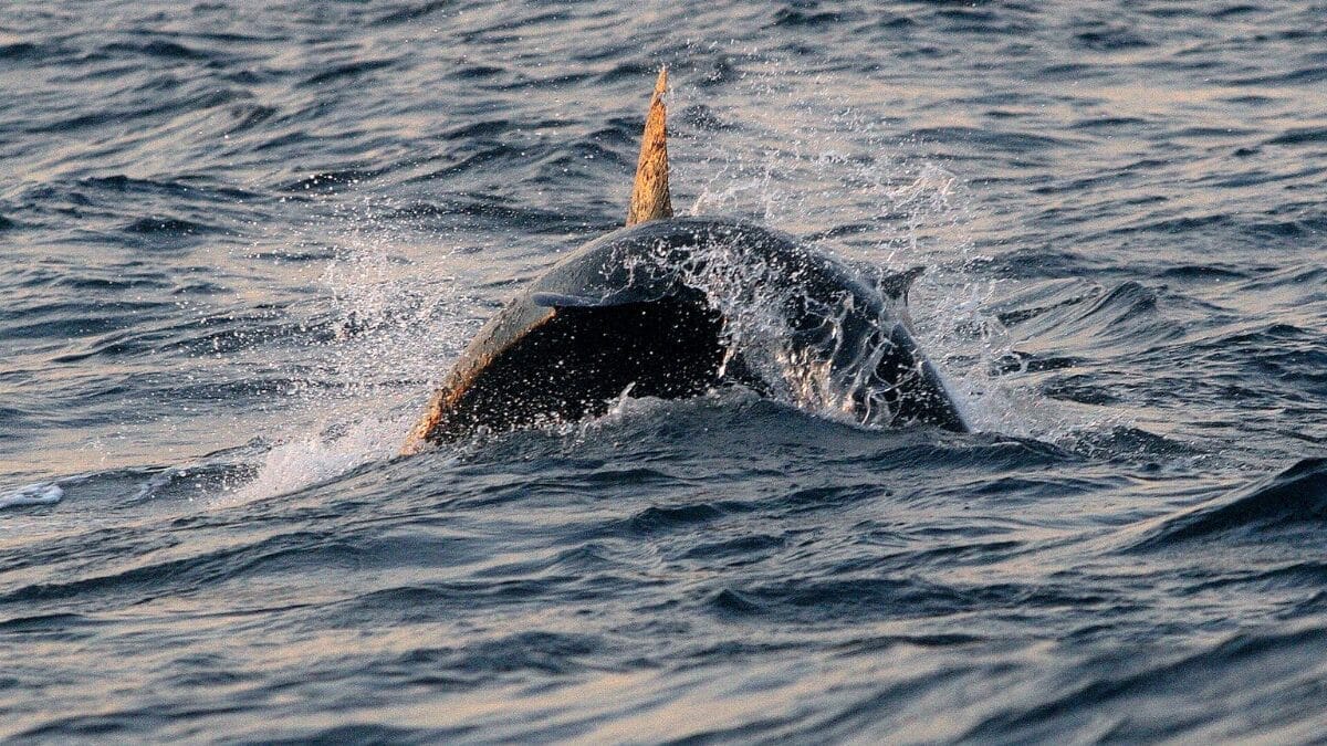 Na Ilha das Focas, a investida com salto foi o ataque inicial mais registrado, com maior sucesso perto do nascer do sol (Foto: Jan Fleischmann / Wikimedia Commons)