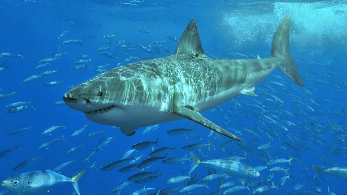 Poros no focinho abrigam sensores capazes de detectar campos elétricos produzidos por outros animais (Foto: Sharkcrew / Wikimedia Commons)