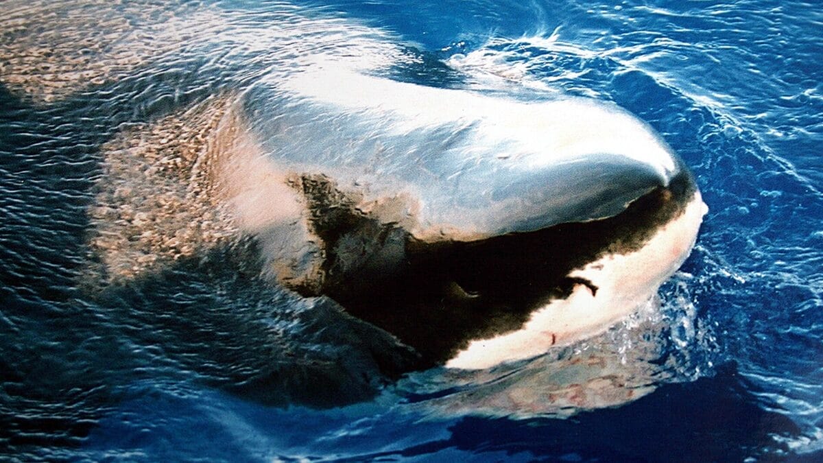 Como não possui membrana nictitante, o tubarão-branco gira os olhos para trás durante ataques para protegê-los (Foto: Brocken Inaglory / Wikimedia Commons)