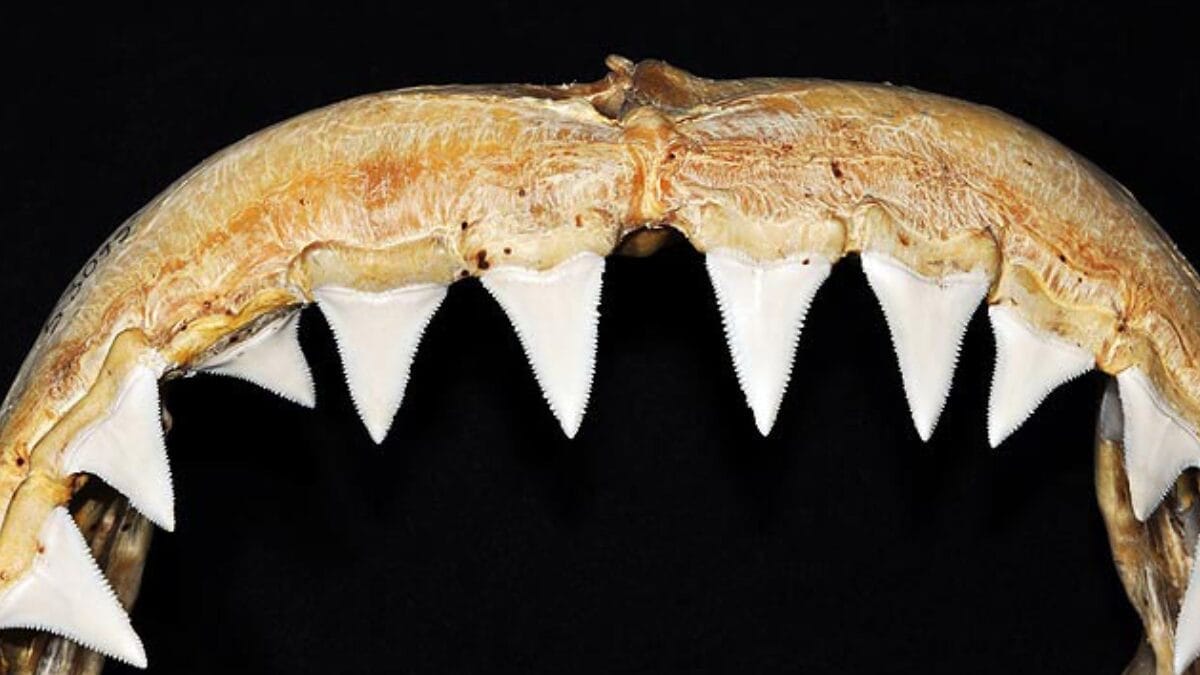 A boca pode reunir cerca de 300 dentes em até sete fileiras, com formato triangular e bordas serrilhadas (Foto: D. Ross Robertson / Wikimedia Commons)