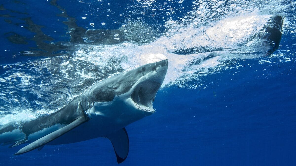 Ernst foi marcada na Nova Escócia em 2025 e passou a ser acompanhada por satélite durante sua migração pelo Atlântico Norte (Foto: Sharkcrew / Wikimedia Commons)