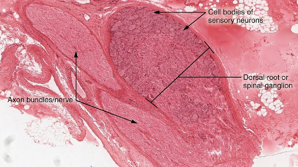 Gânglios da raiz dorsal concentram corpos de neurônios que transportam informações sensoriais da pele (Foto: OpenStax / Wikimedia Commons)