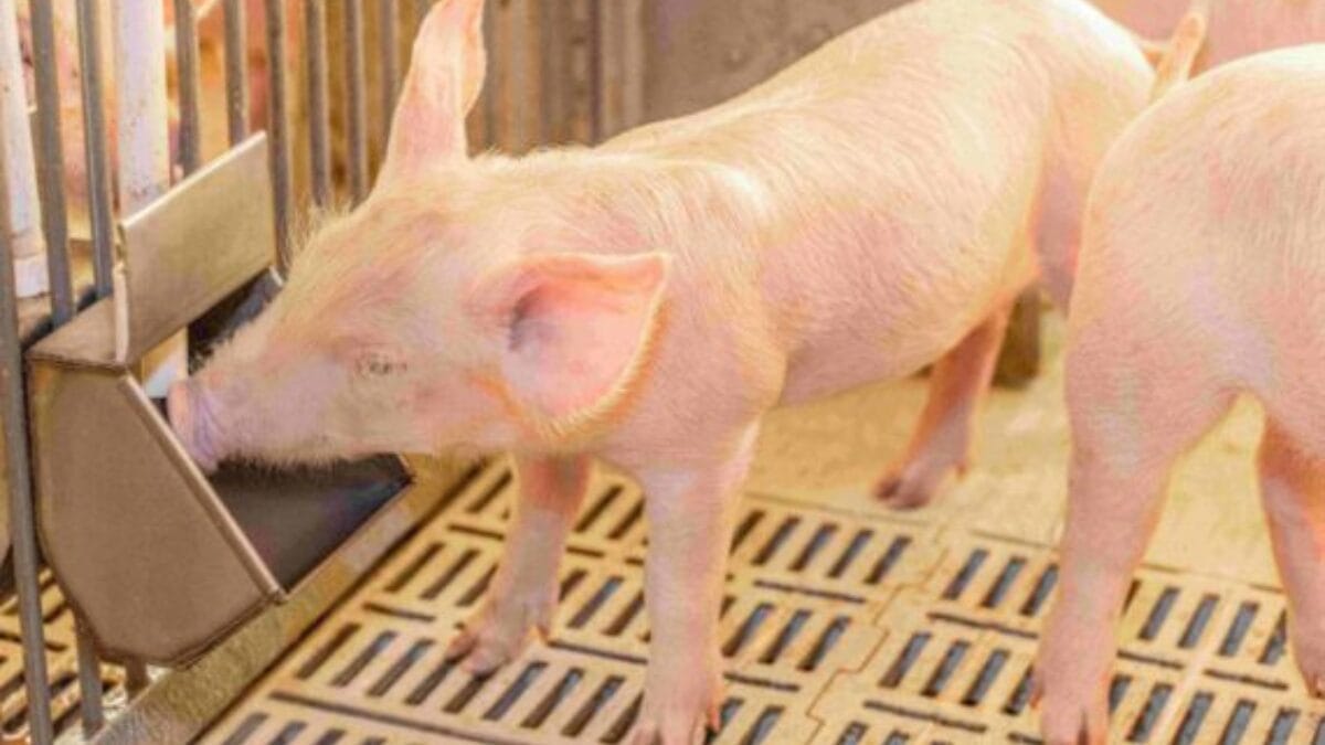 Como região de SC se transformou no coração do da produção de carne suína no Brasil com frigorífico gigante