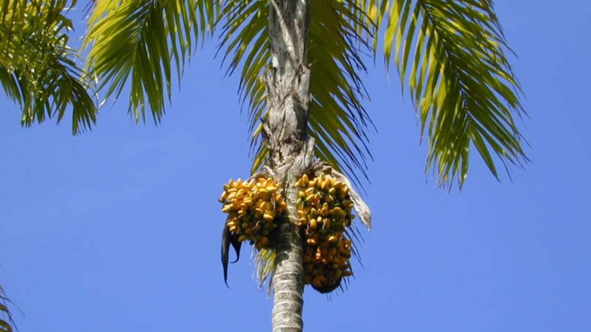 Regiões com alta densidade de árvores conhecidas como domésticas por povos nativos, como a pupunheira e a castanheira, podem indicar estabelecimento de comunidades ancestrais (Foto: USDA / Wikimedia Commons)