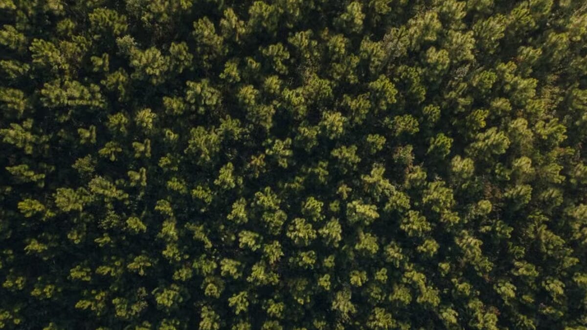 Vista aérea da copa de uma floresta no Brasil, semelhante à cobertura vegetal atravessada pelos pulsos do LIDAR (Foto: Igor Justo / Pexels)