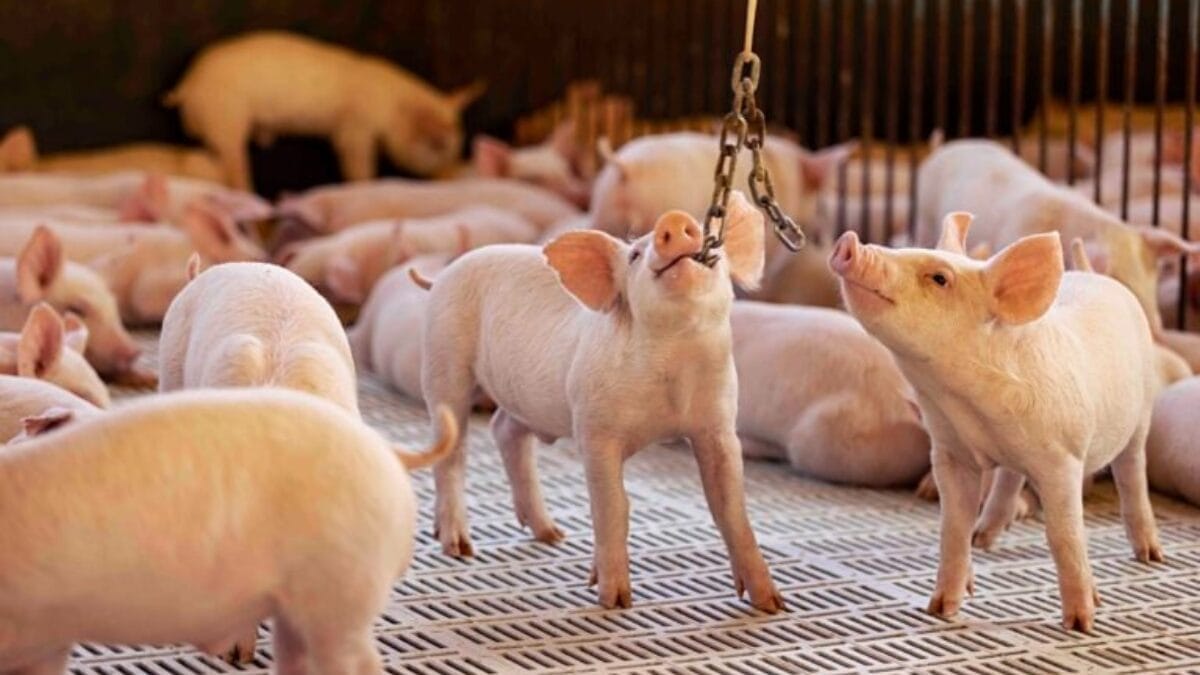 Como região de SC se transformou no coração do da produção de carne suína no Brasil com frigorífico gigante