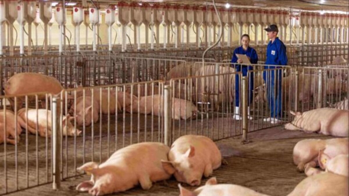 Como região de SC se transformou no coração do da produção de carne suína no Brasil com frigorífico gigante
