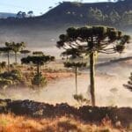 Muros de pedra da cidade mais fria do Brasil viram patrimônio de Santa Catarina