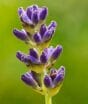 Alfazema afasta traças, mosquitos e moscas? Veja o que a ciência mostra sobre essa planta em casa