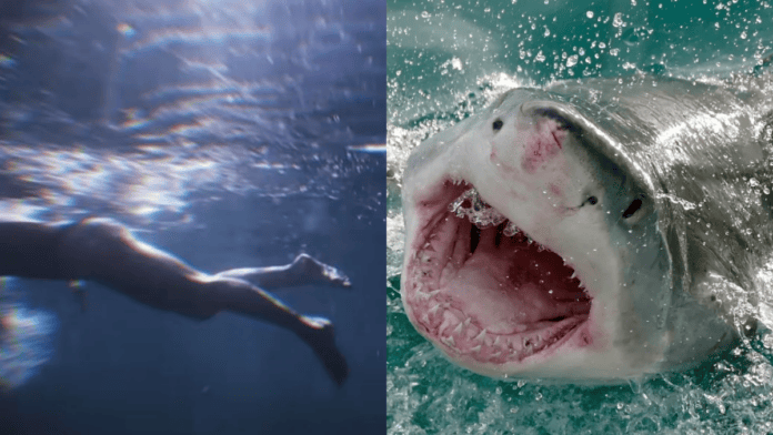 Montagem ilustra o momento de tensão entre uma nadadora e um tubarão durante um ataque no mar. (Foto: Montagem/Wikimedia Commons)