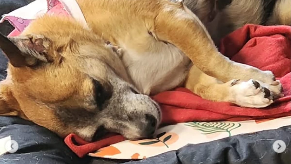 A cadelinha chegou a ter uma das patas amputadas durante o tratamento da doença (Foto: Arquivo Pessoal, Ligia Gastaldi)