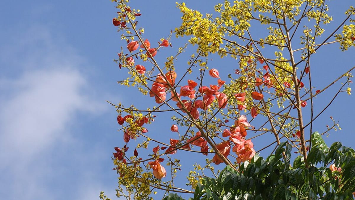A árvore-da-china floresce com cachos amarelos e pode criar um ponto de destaque em jardins residenciai (Foto: Mauroguanandi/ Wikimedia Commons)