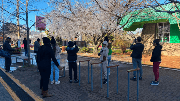 pessoas fotografando árvore congelada