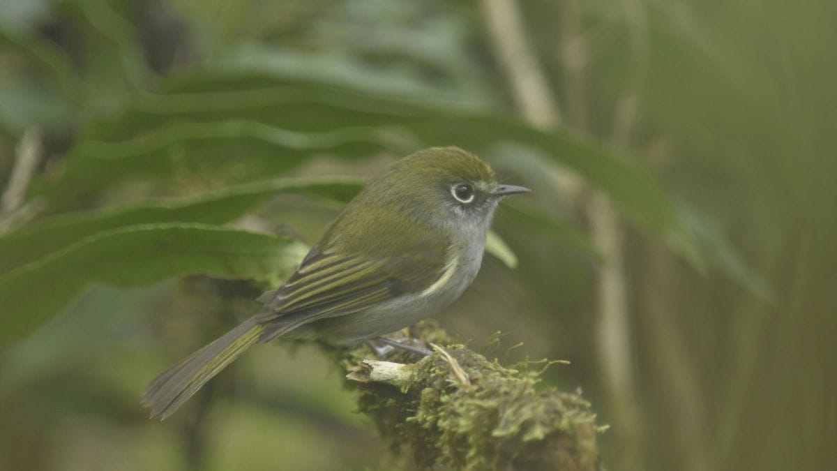 Avistamento de aves em Joinville 2