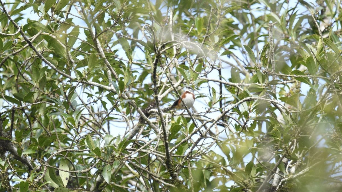 Avistamento de aves em Joinville 2