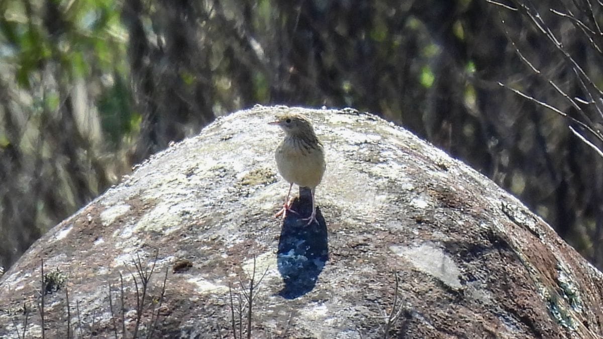 Avistamento de aves em Joinville 2