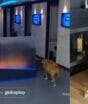 “Fica um vazio”: morre Brenda, cadelinha que encantou o Brasil e uma das mascotes de afiliada da Globo