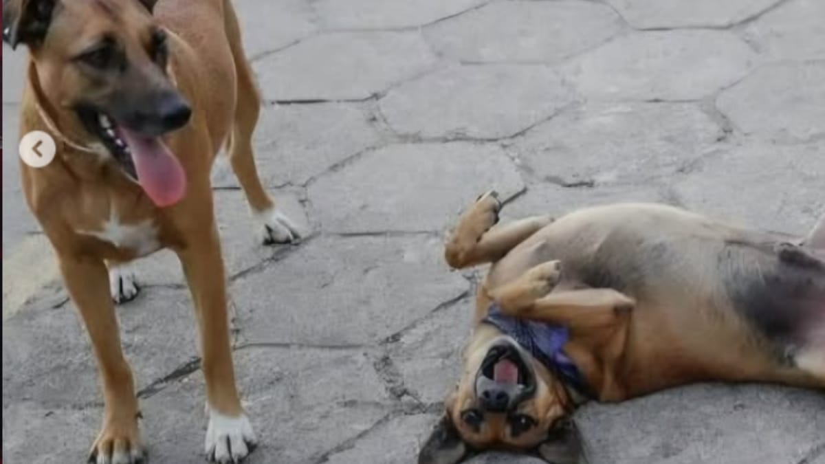 Brenda era a última integrante do trio de mascotes, após as mortes de Maromba e Cherie (Foto: Arquivo Pessoal, Ligia Gastaldi)