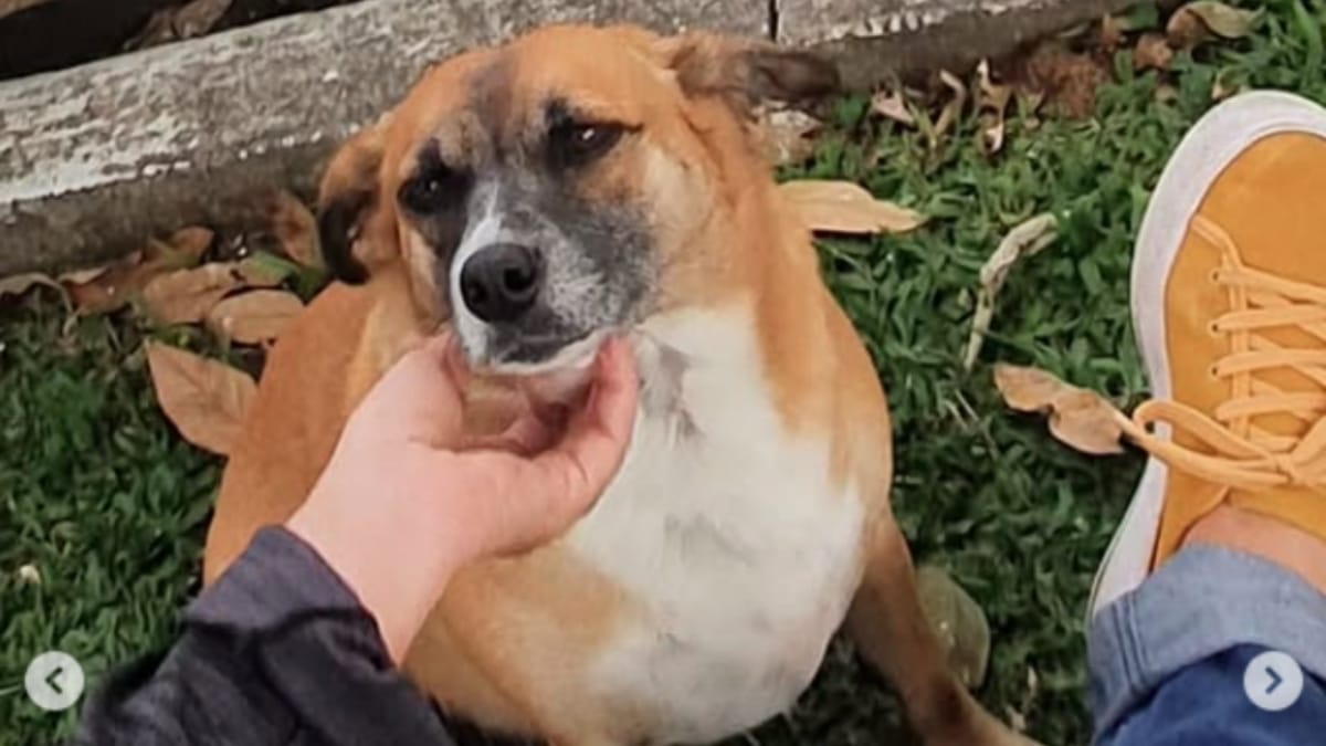 Brenda, uma das mascotes da NSC, morreu após meses de luta contra um câncer (Foto: Arquivo Pessoal, Ligia Gastaldi)